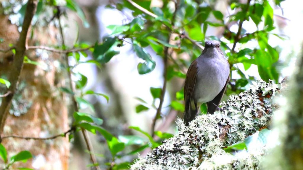 Endangered Hawaiian forest bird perched on native branch in tropical habitat