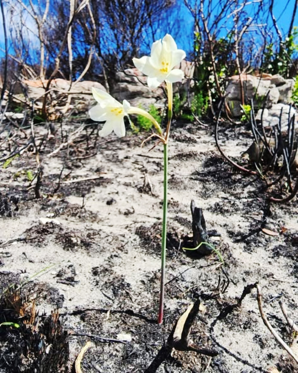 Rare Fire Lilies Bloom After Western Cape Wildfire - Image 2