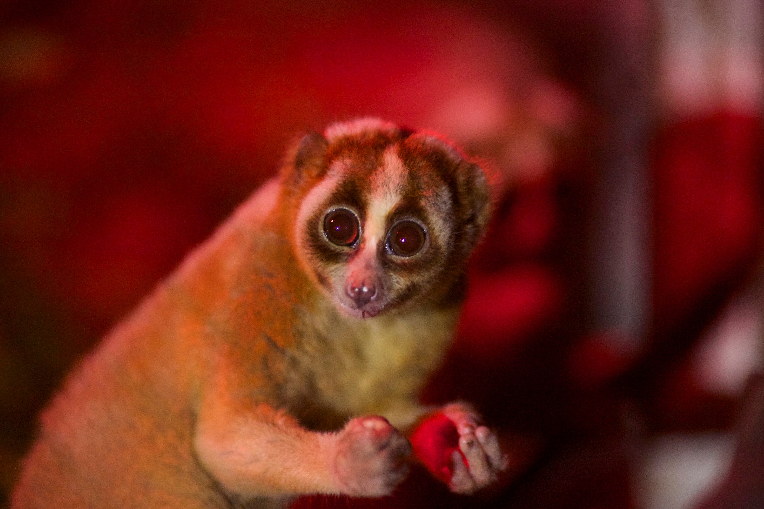 Venomous Primate Rediscovered After 90 Years on Bangka - Image 2