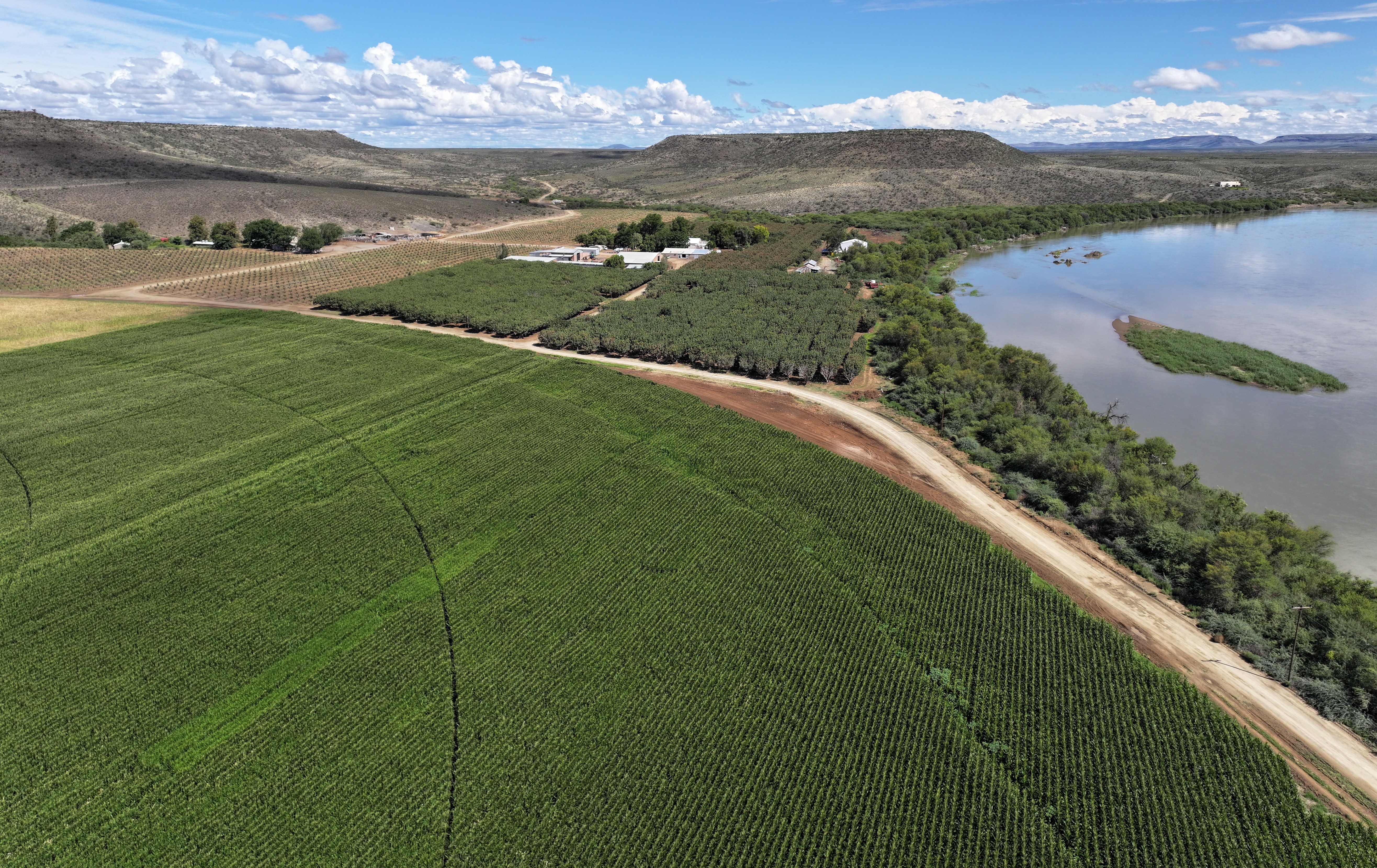 South Africa Grows "Green Gold" to Feed the World - Image 3