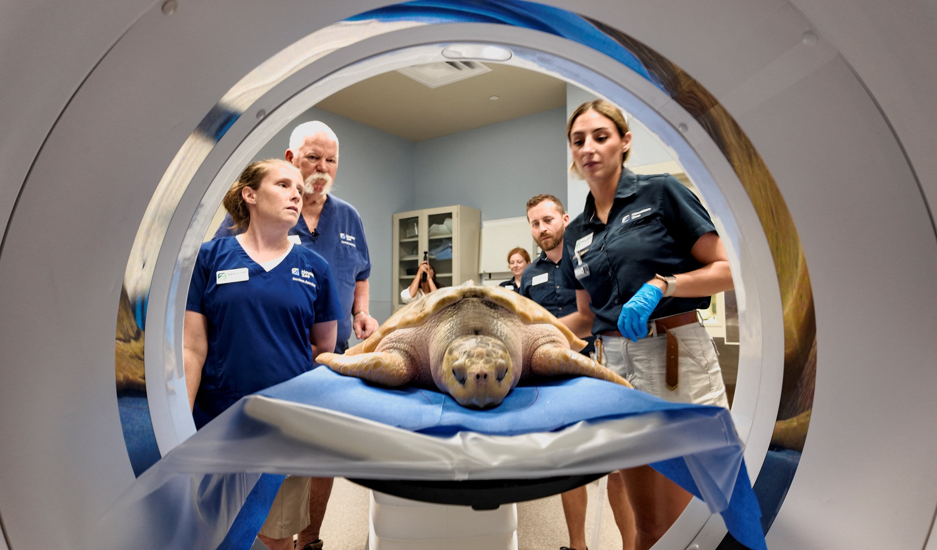Critically Endangered Sea Turtle Gets Life-Saving CT Scan - Image 2