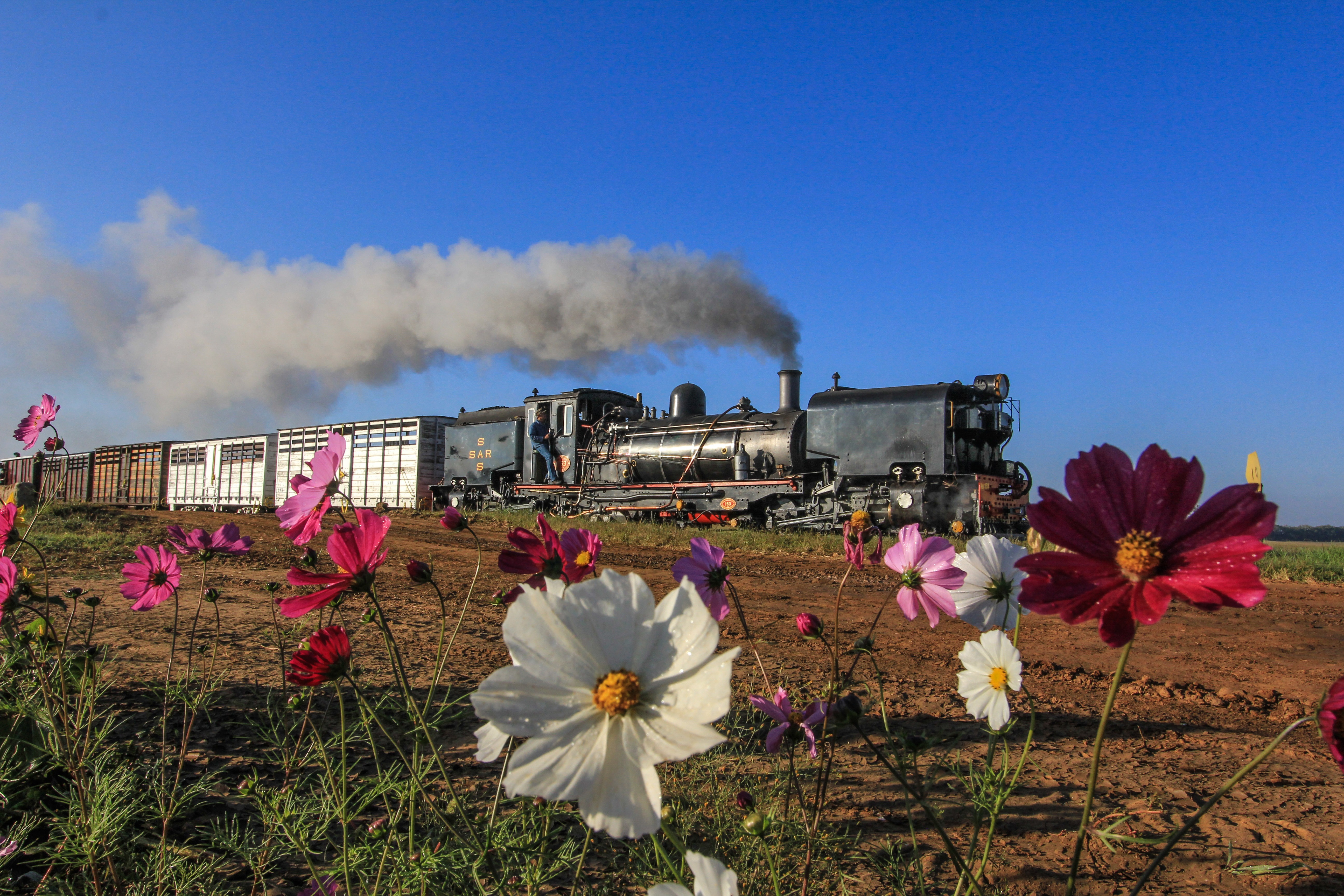 South African Farm Keeps 100-Year-Old Steam Trains Alive - Image 3