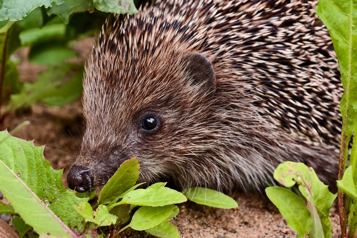 Hedgehogs Wear GPS Backpacks to Help Save Their Species