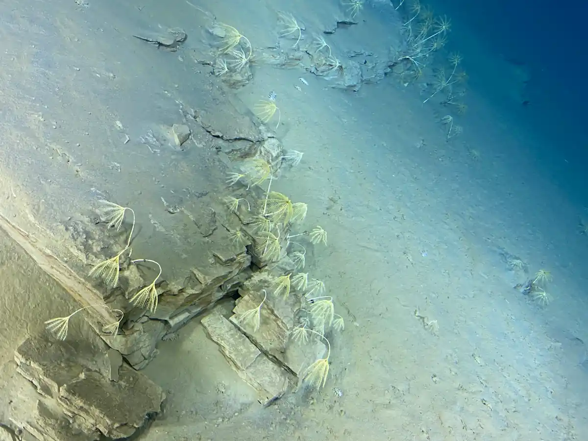 Scientists Find Mystery Creature 9,000 Meters Deep - Image 3