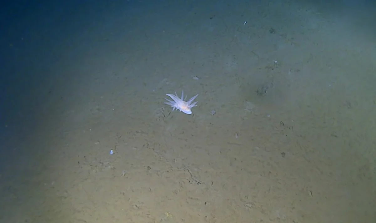 Scientists Find Mystery Creature 9,000 Meters Deep - Image 2