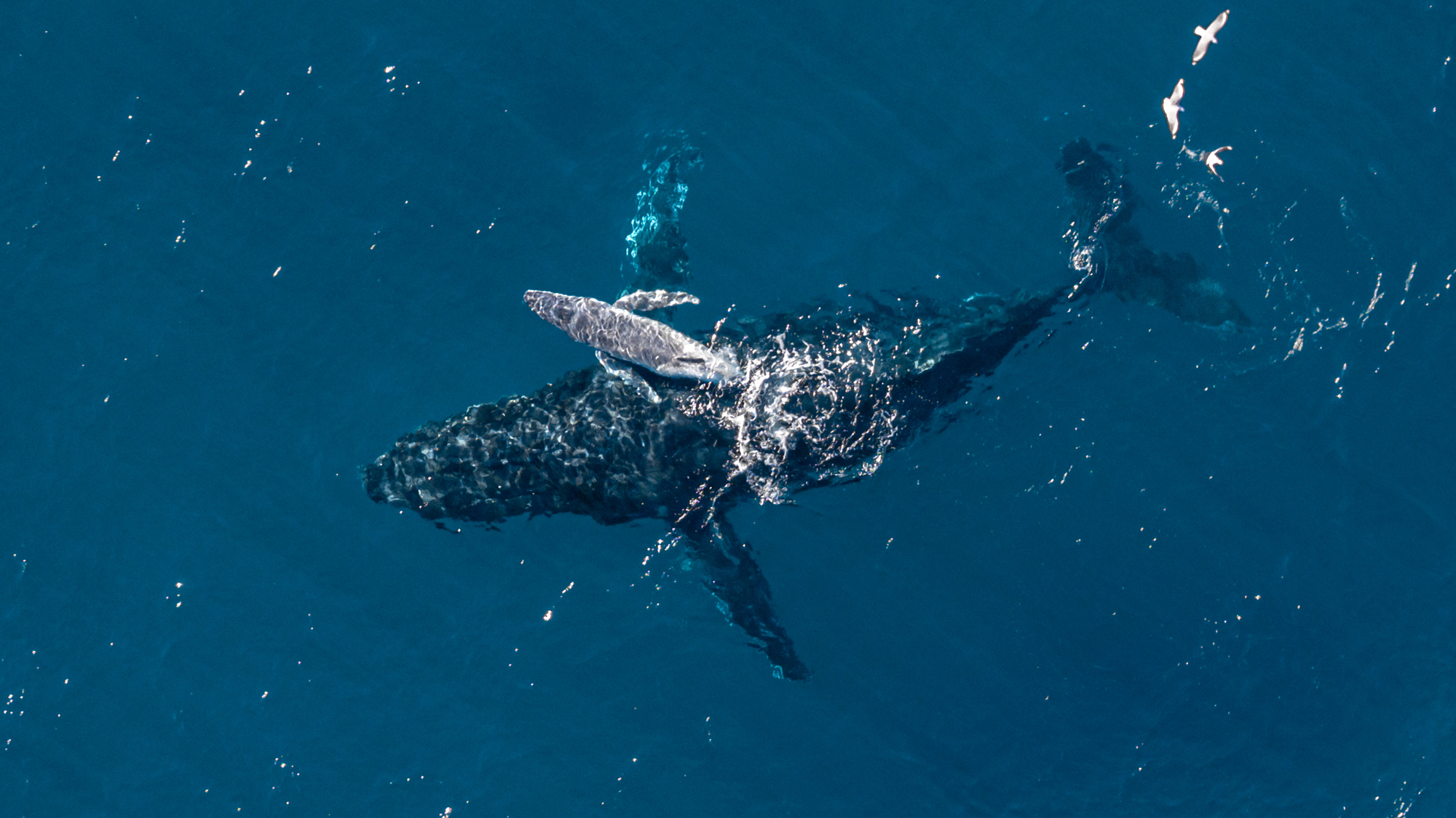 Drone Captures World's First Humpback Whale Birth on Video