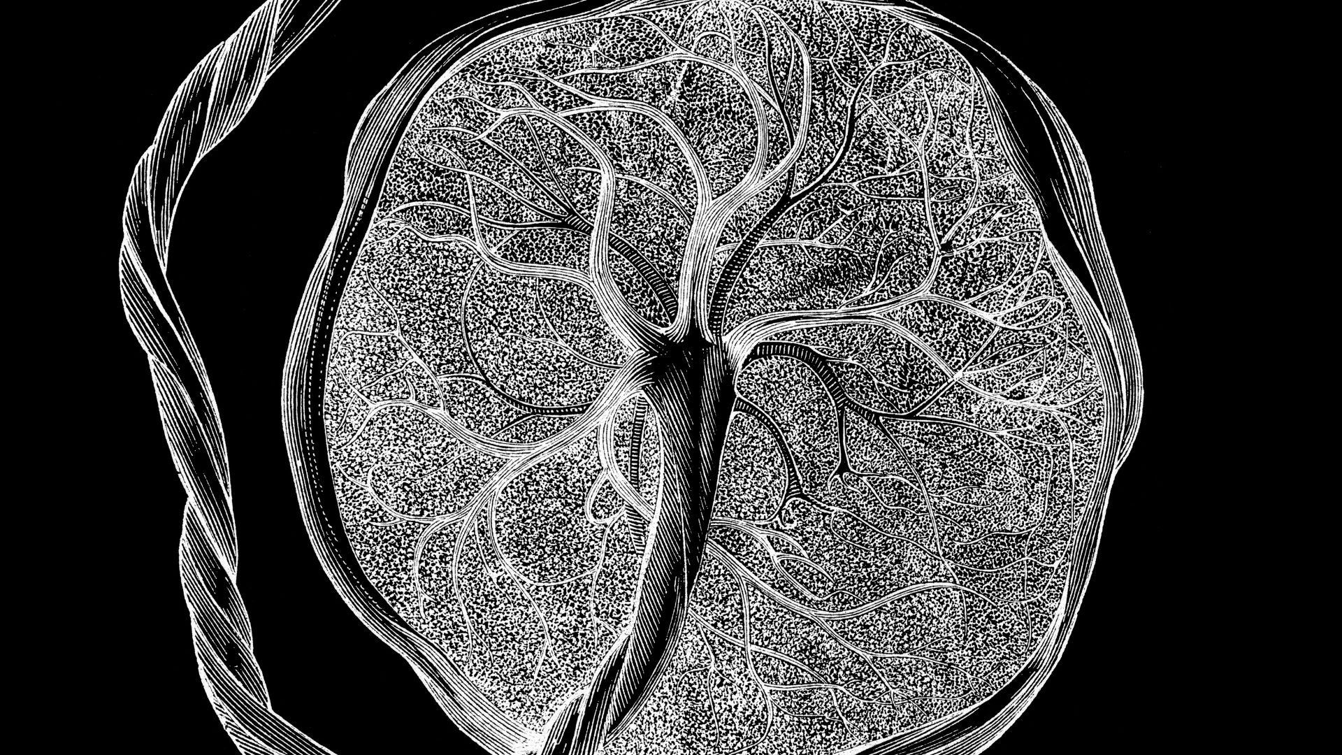 Scientists Discover Mystery Cells That Only Exist in Pregnancy