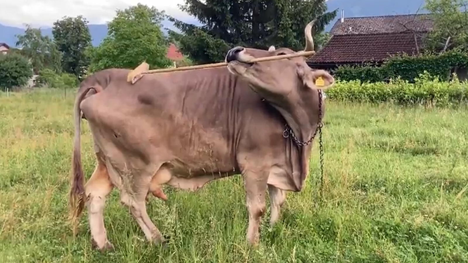 Austrian Cow Uses Broom Like a Tool to Scratch Herself