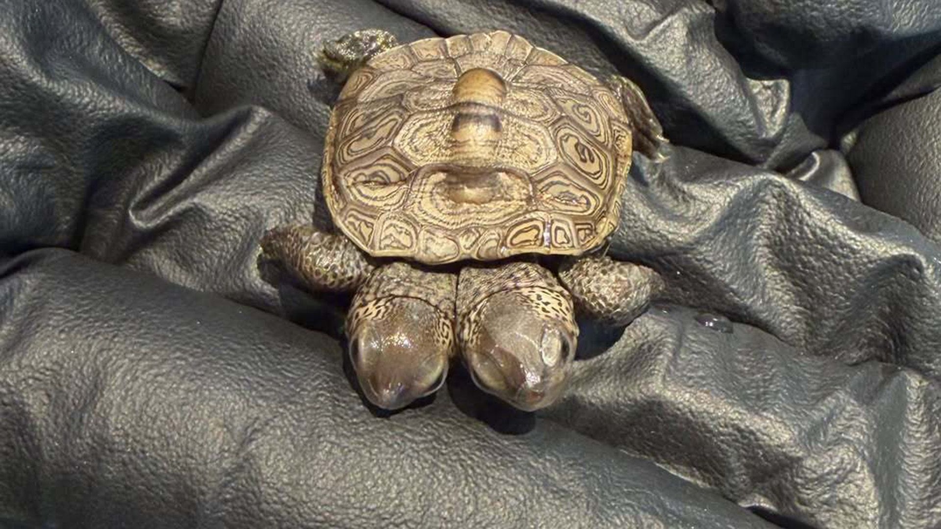 Two-Headed Turtle Beating Odds at Cape Cod Wildlife Center