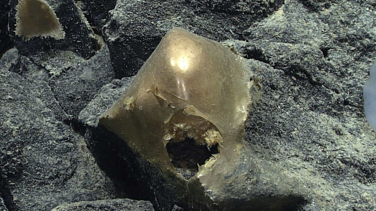 Mystery Golden Orb From Ocean Floor Finally Identified