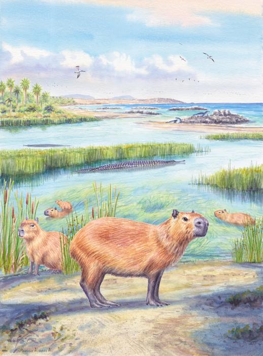 Ancient Capybara Tooth Reveals Desert Was Once Lush - Image 2