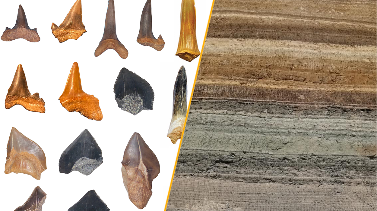 Seven Ancient Shark Species Found in Egyptian Desert