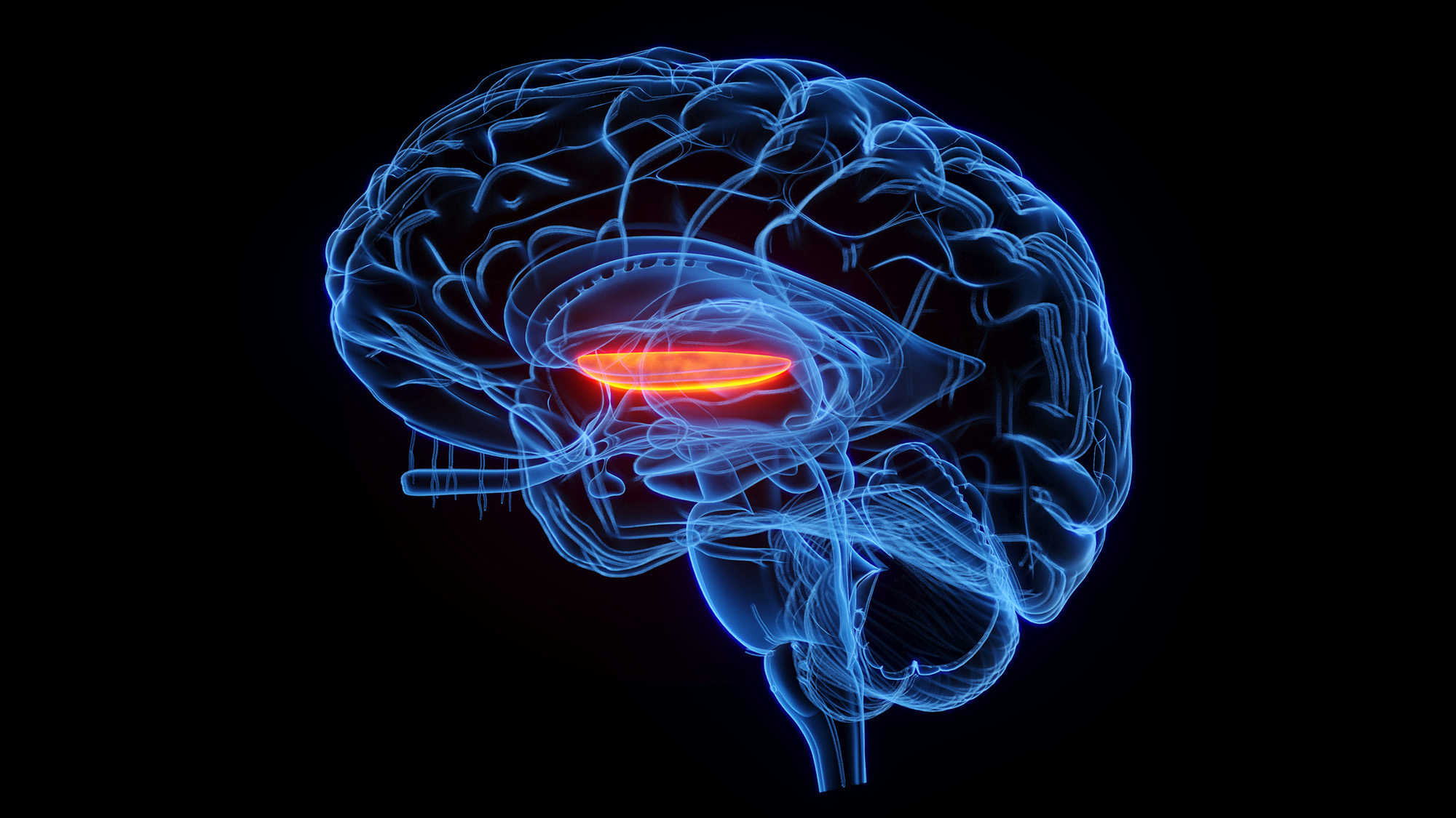 Ultrasound Treatment Eases Delusions in Schizophrenia Trial - Image 4