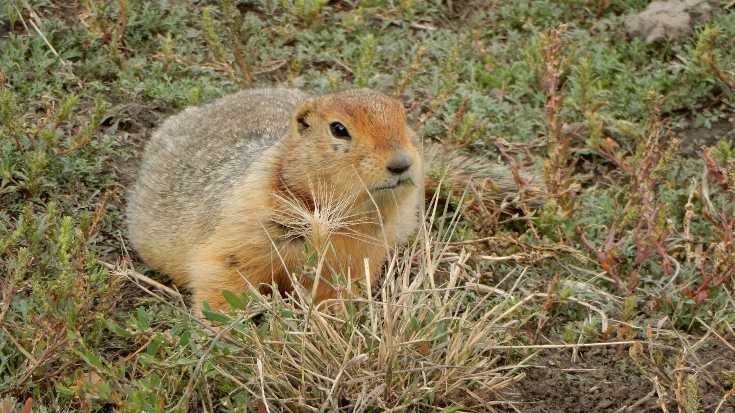 Ancient Squirrel Poop Holds 700,000-Year-Old DNA Treasures