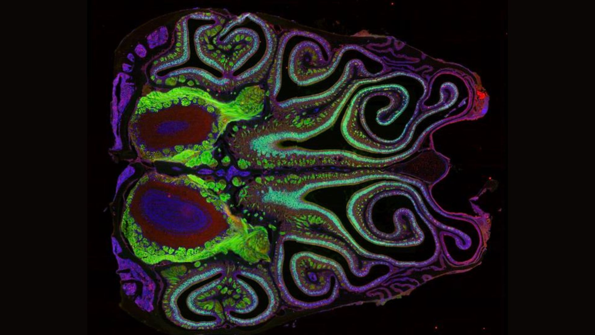 Scientists Map 1,100 Smell Receptors in Mouse Nose