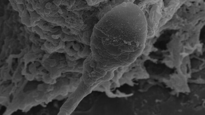 Scientists Study Space Reproduction to Enable Future Colonies
