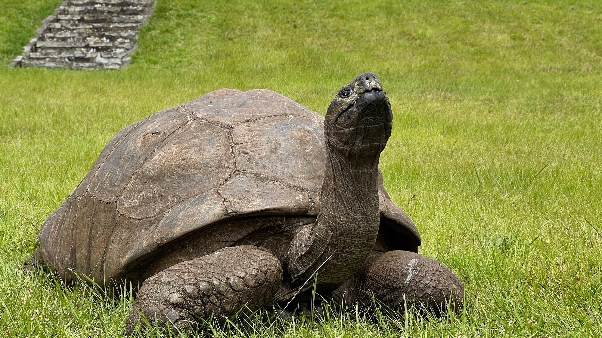 Jonathan the Tortoise's Genes Reveal Secrets to 194 Years - Image 3