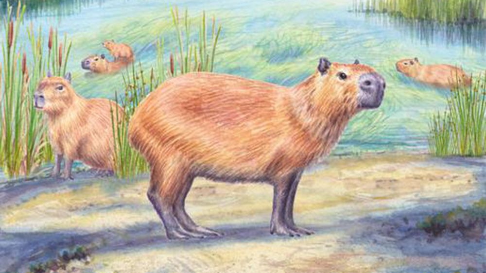 Ancient Capybara Tooth Reveals Desert Was Once Lush