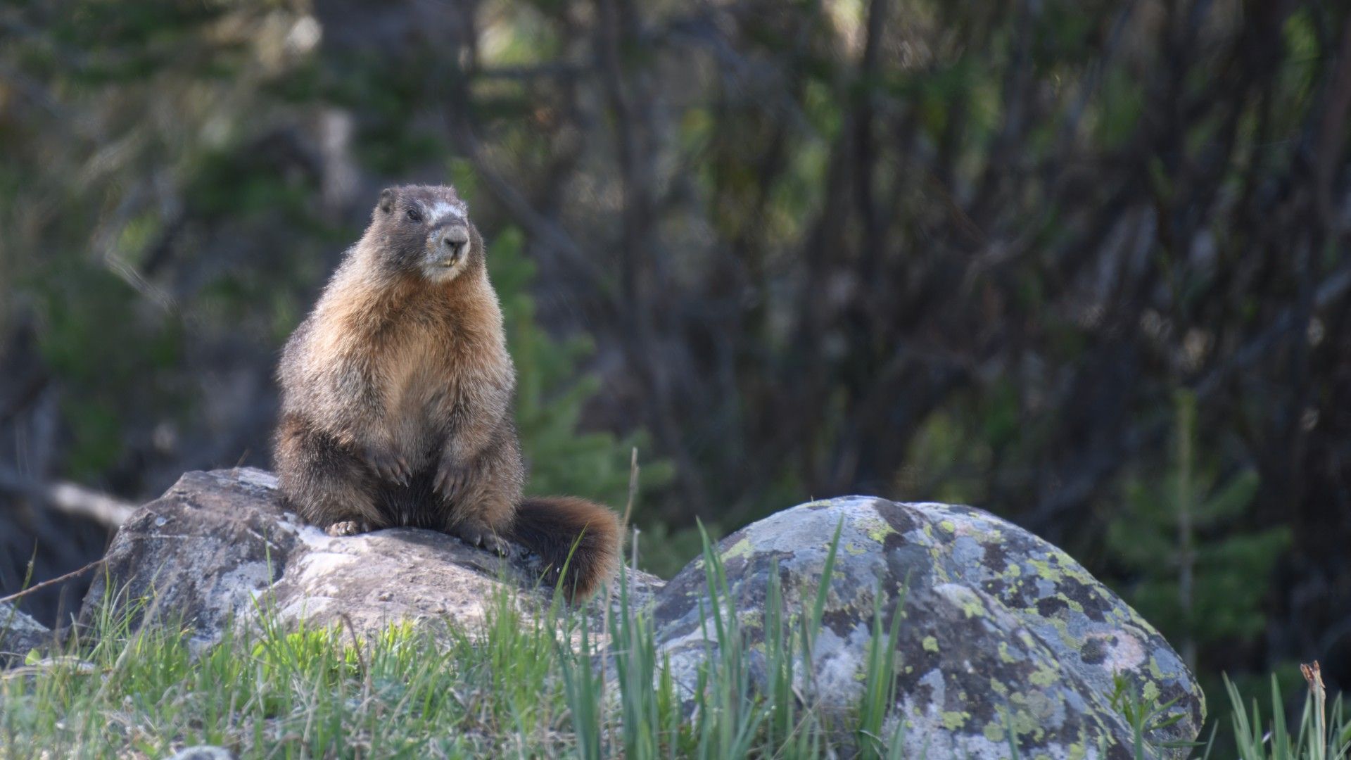 UCLA Scientists Launch OnlyMarms for Marmot Research Funds