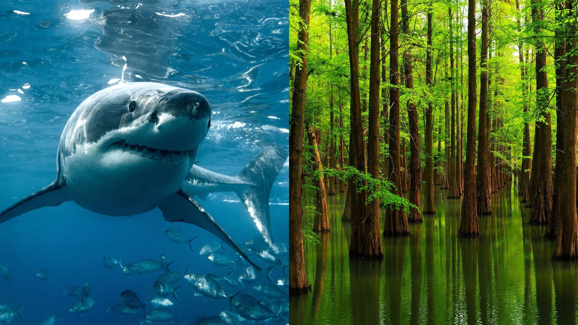 Fossils Reveal Sharks Beat Trees by 50 Million Years