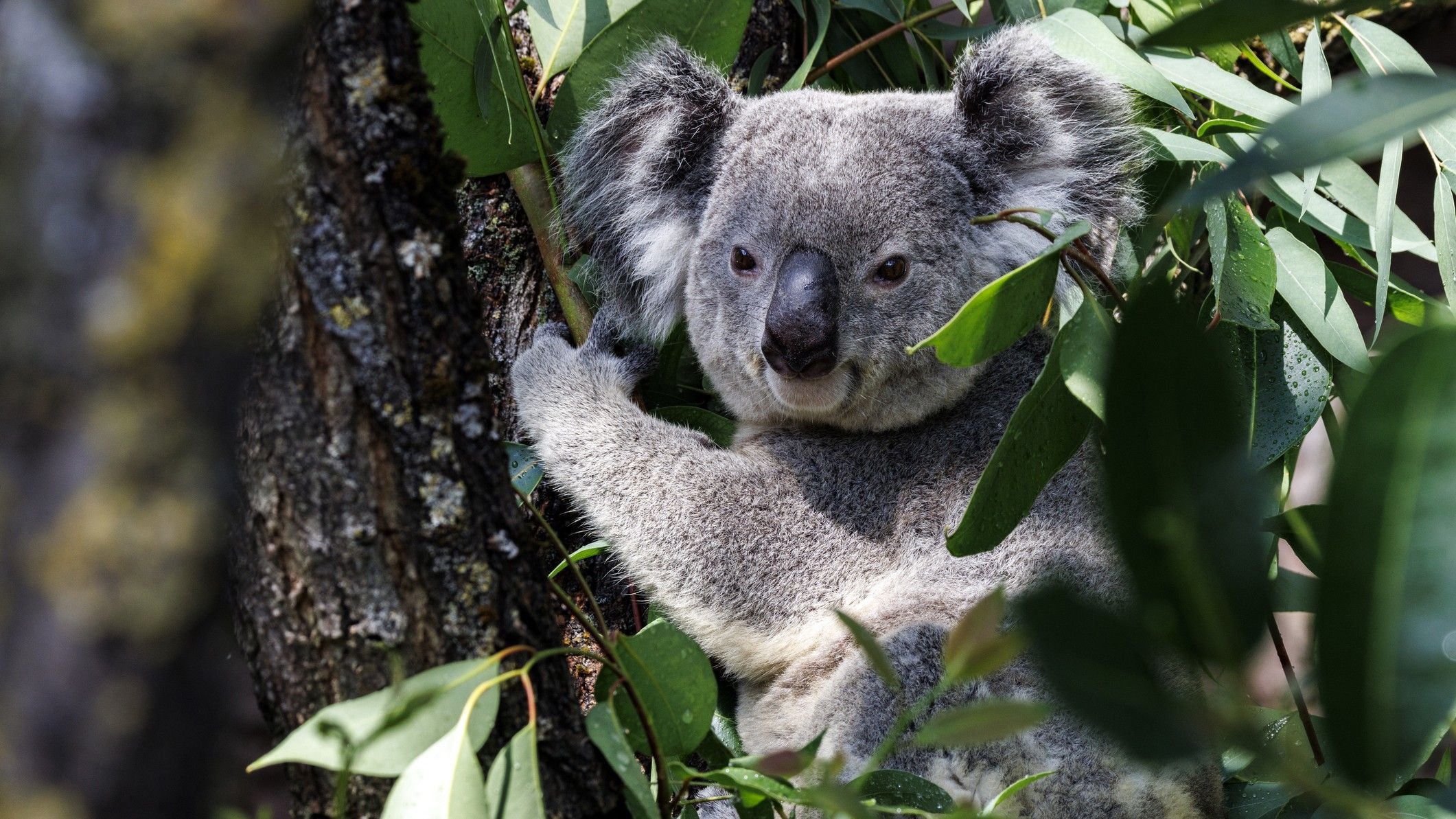Australia Freezes Koala Genes to Save Species from Extinction