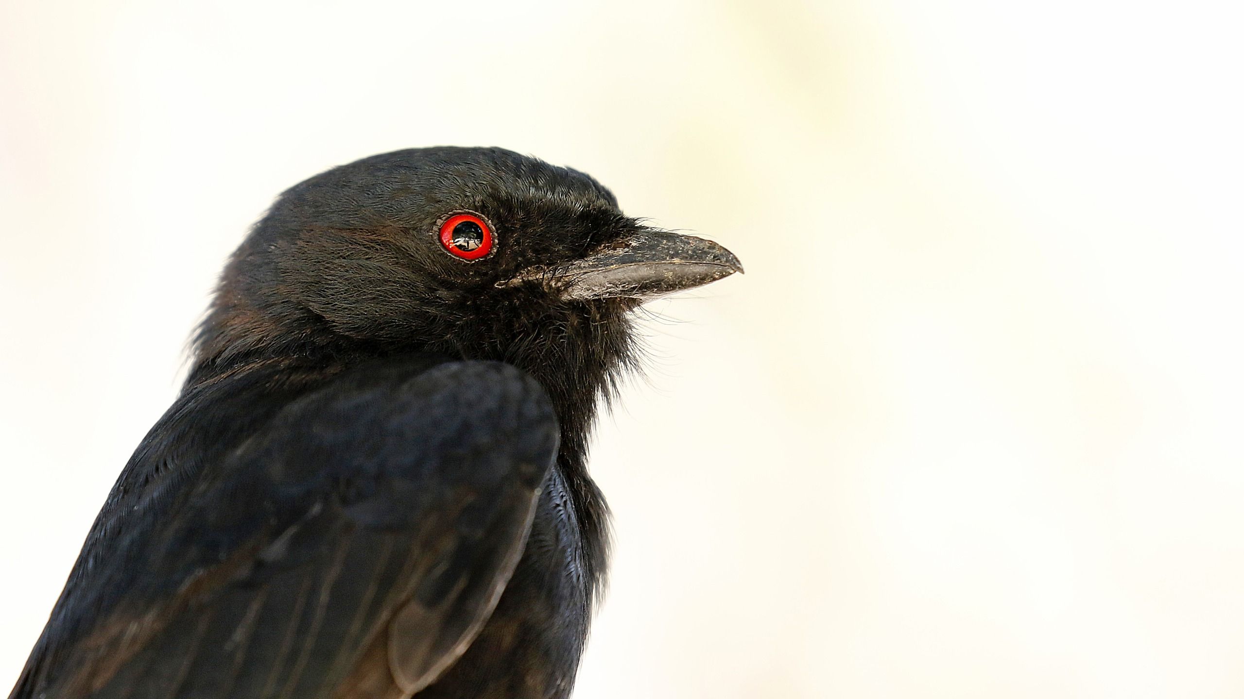 African Bird Masters 50 Calls to Outsmart Rivals
