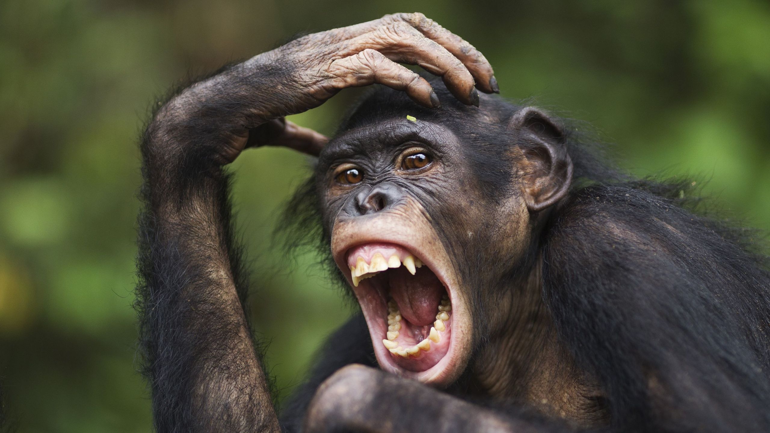 Bonobo Females Challenge the 'Peaceful Ape' Myth