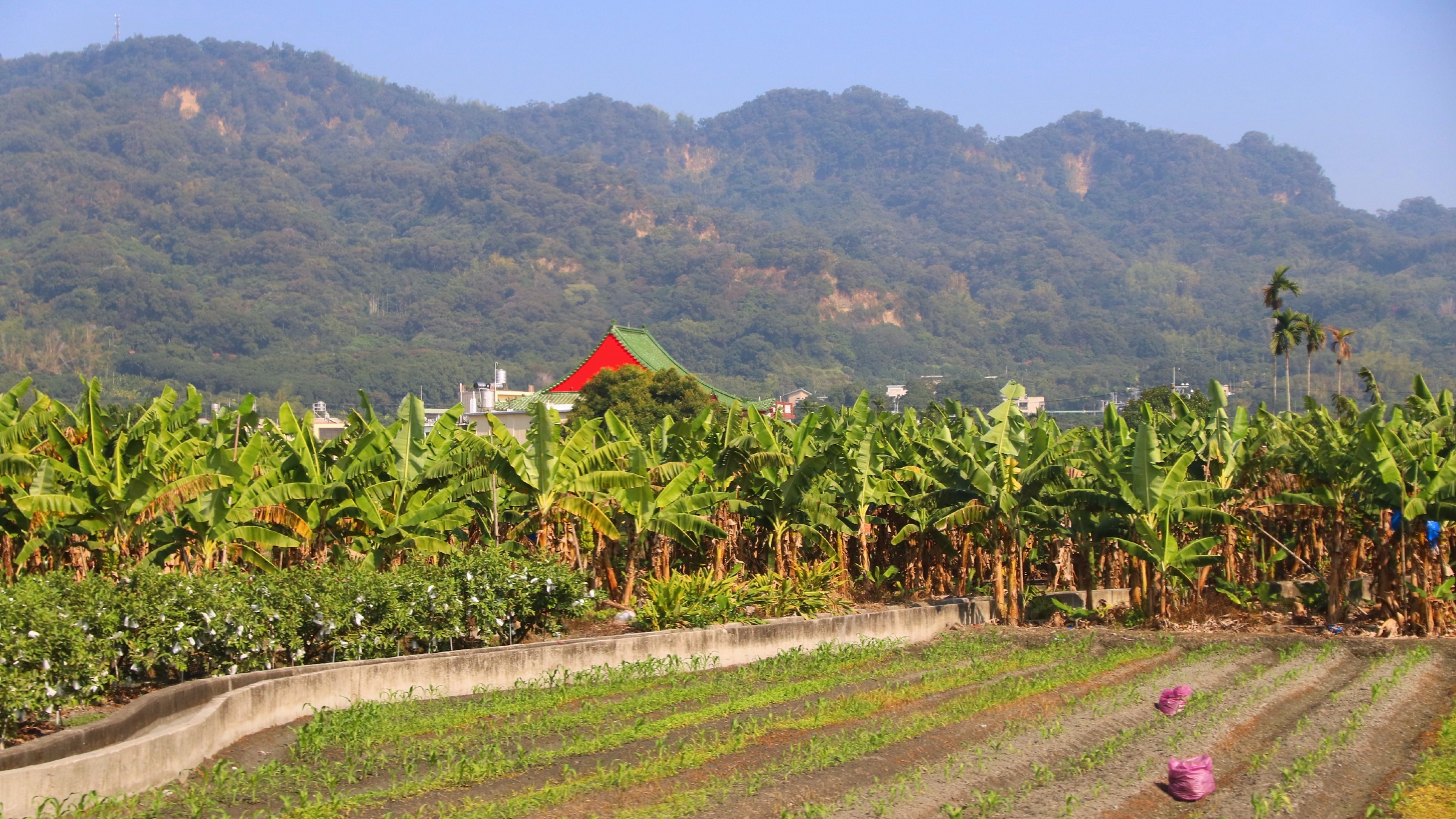 Taiwan's 'Mosaic' Farms Feed 23 Million on Tiny Plots - Image 3
