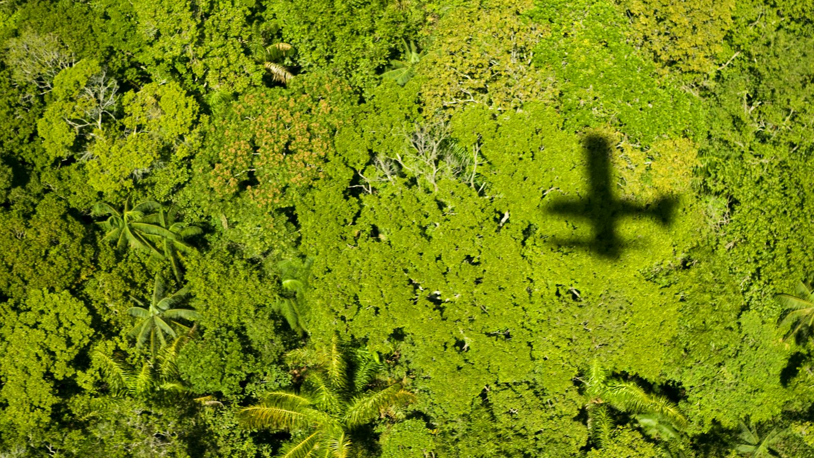 Aerial view showing dense tropical forest canopy where laser mapping reveals hidden archaeological sites