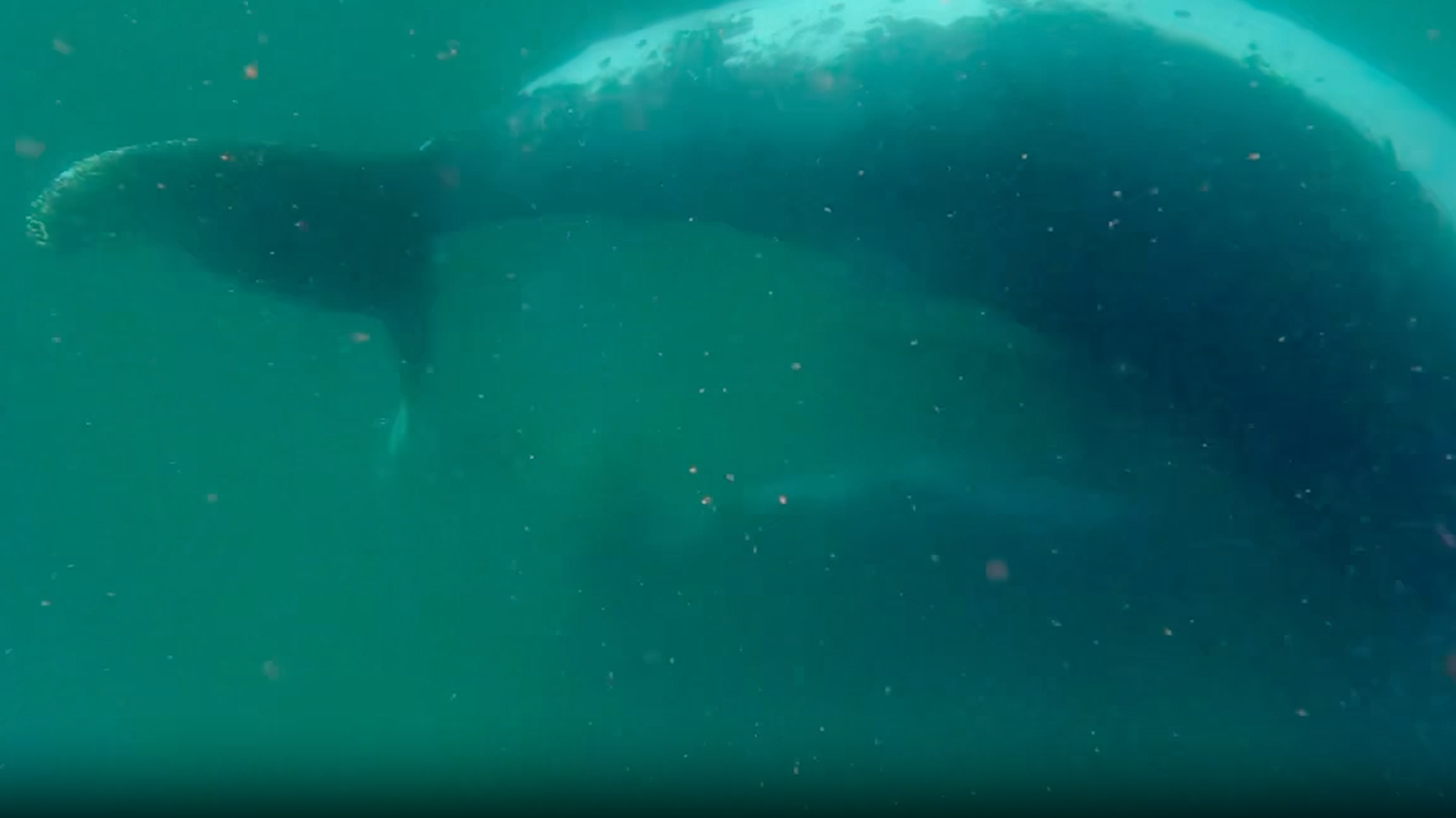 Scientists Film Humpback Whale Mom Grieving Stillborn Calf