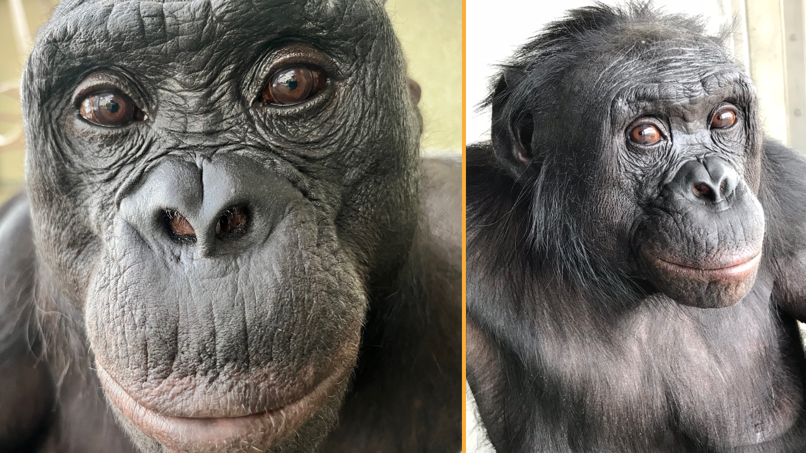 Bonobo Kanzi Played Pretend Just Like Human Toddlers