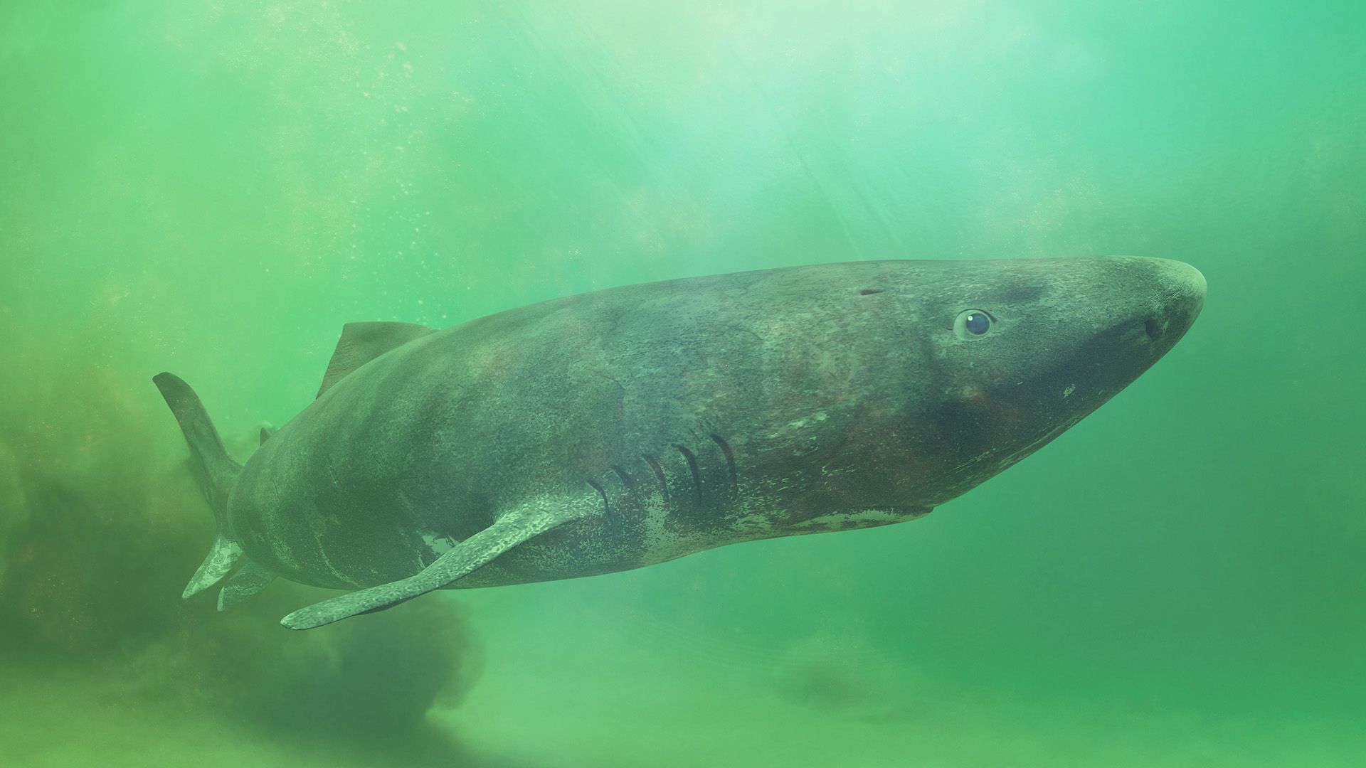 Greenland Shark Genome Reveals Secrets to 400-Year Lifespan