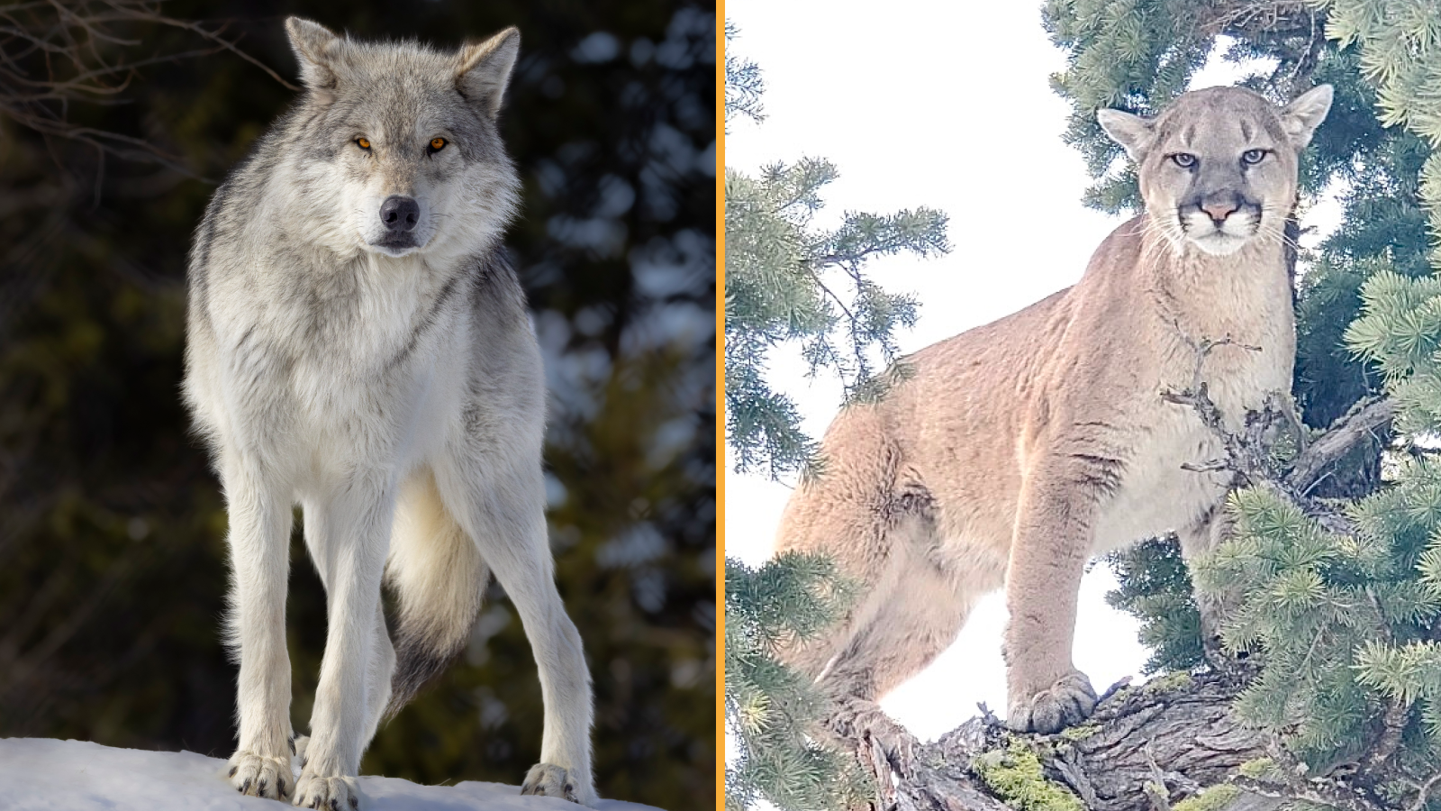 Wolves and Cougars Now Share Yellowstone Peacefully