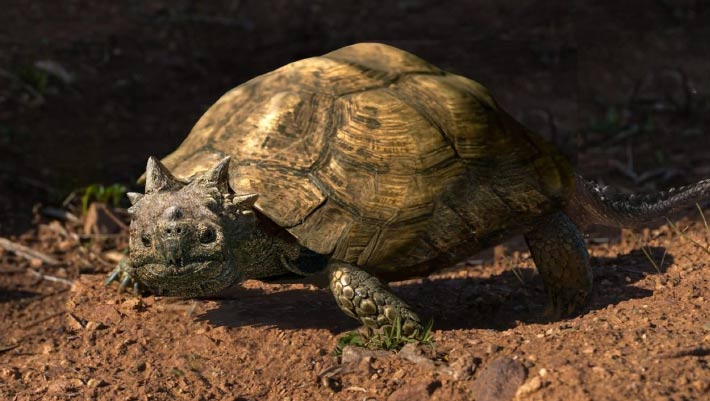 Artist rendering of armored Patagoniaemys aeschyli turtle with horned features in prehistoric Patagonian landscape