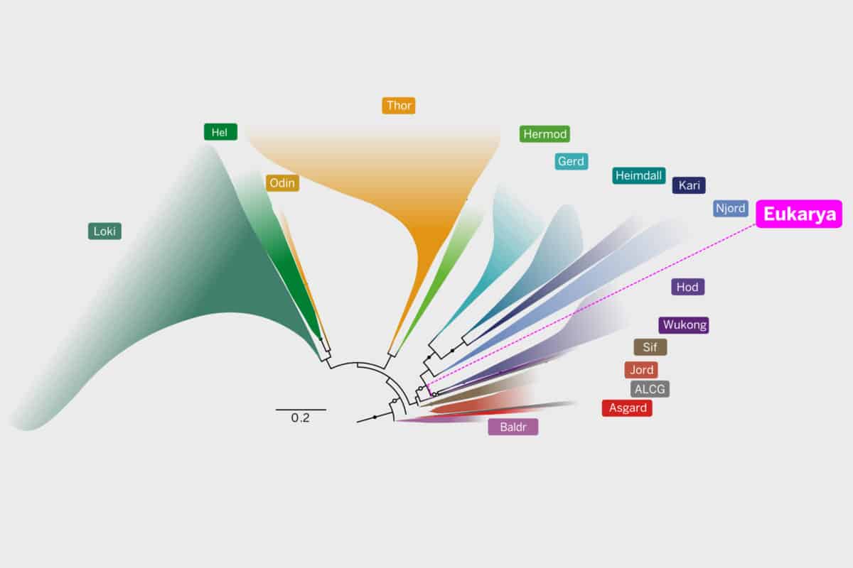** Illustration showing tree of life connecting all complex organisms to ancient Asgard archaea microbes