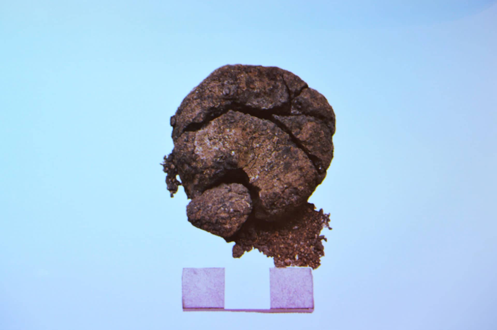 ** Ancient spongy bread dough with visible fingerprint found at Turkish archaeological site