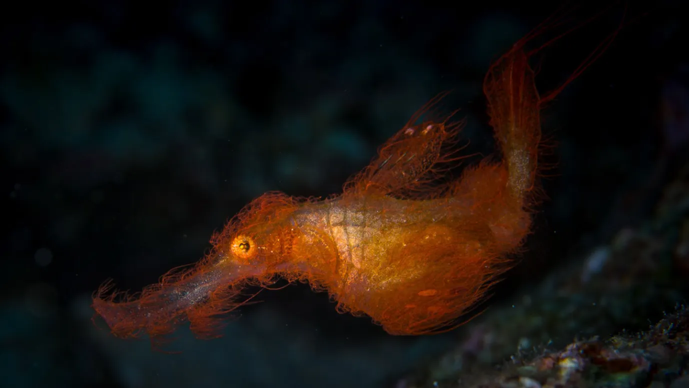 Snuffleupagus Ghost Pipefish Found After 20-Year Search