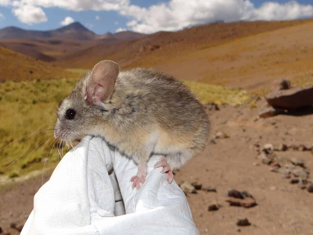 Tiny Mouse Survives 22,000 Feet in Andes Death Zone
