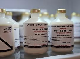 ** Scientists in laboratory working with foot-and-mouth disease vaccine at Onderstepoort facility in South Africa