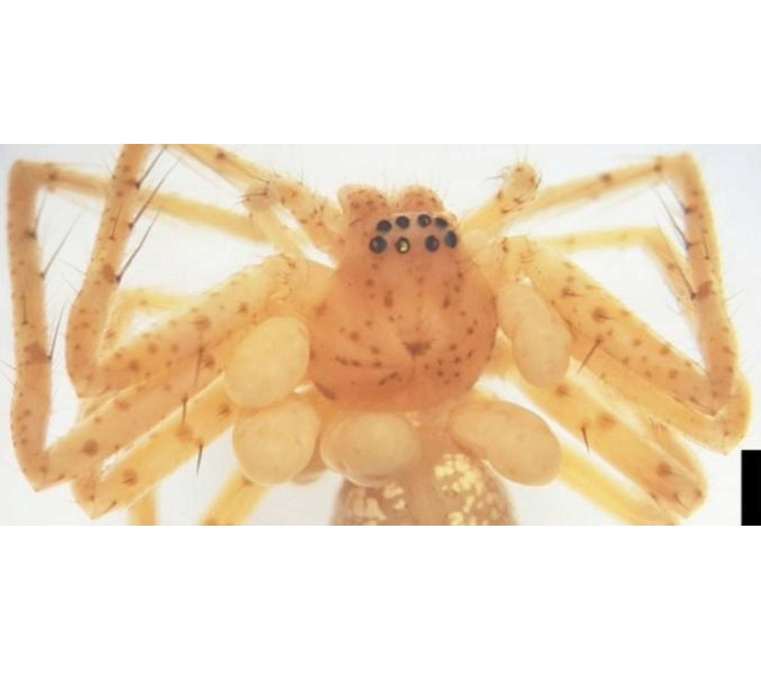 Scientists Find New Parasite Species Hiding in Museum Drawer