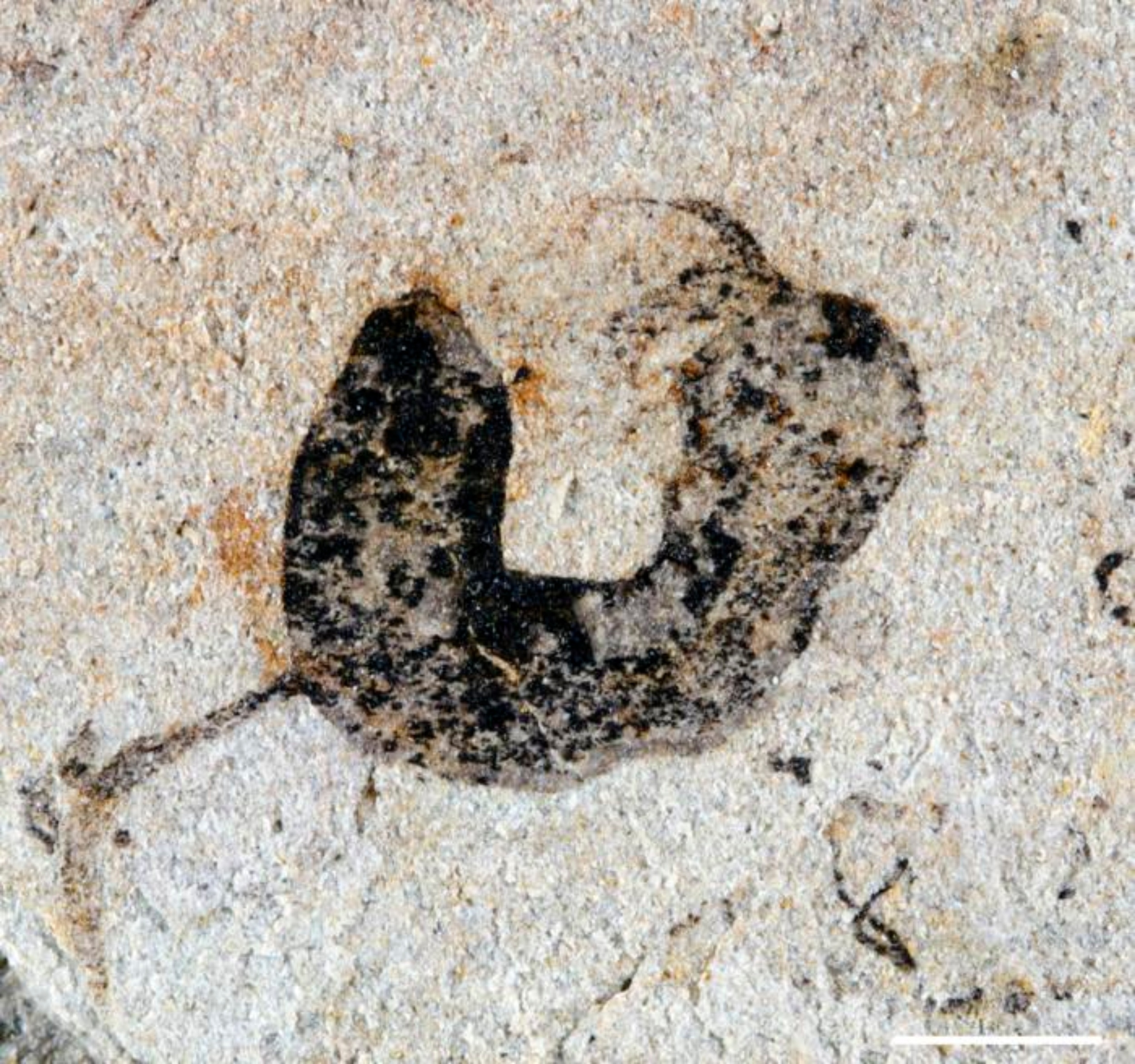 Ancient fossil specimens from China showing complex early animal life forms preserved in rock