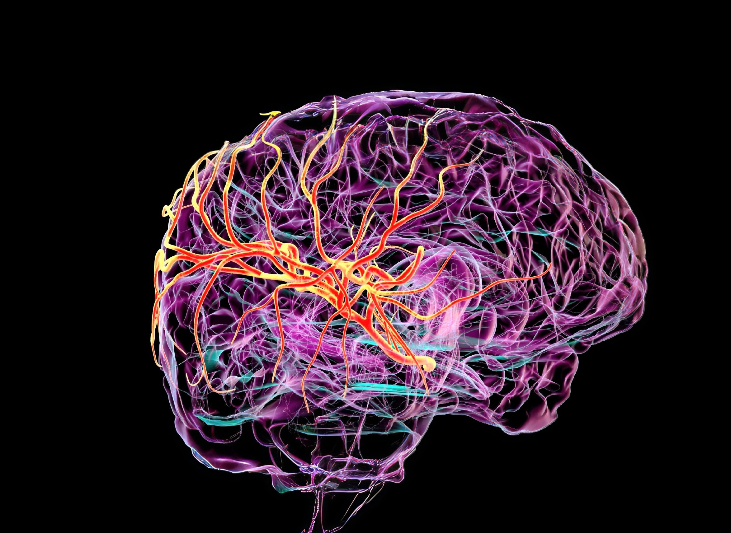 Medical illustration showing protective brain layers with newly discovered drainage pathways removing waste