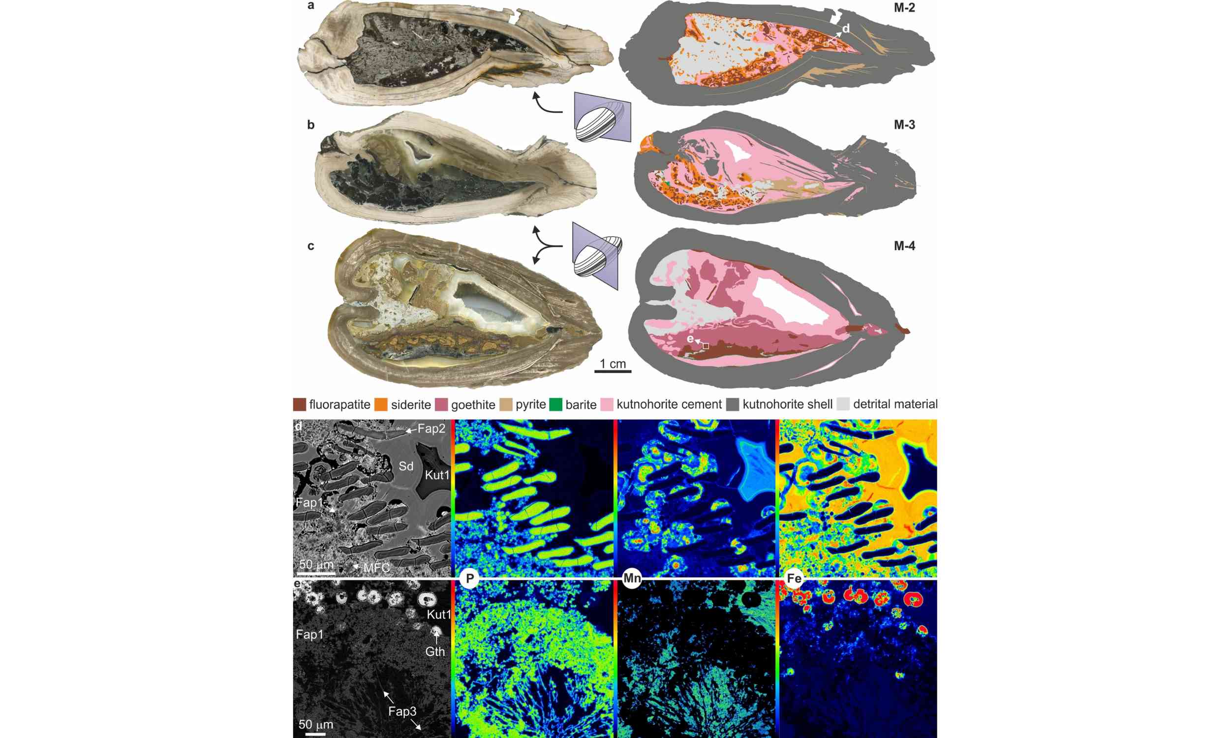 125-Million-Year-Old Fossil Mussels Found Nursing Their Babies