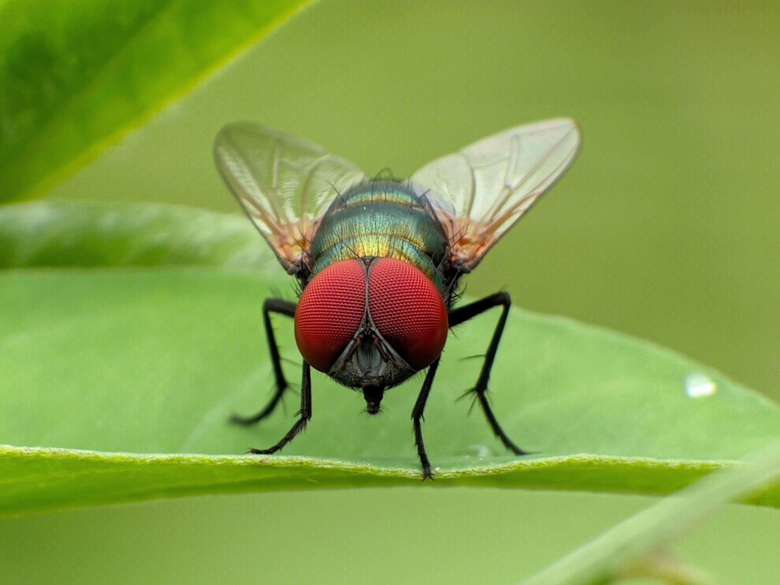 Colossal Biosciences Targets Parasite, Saves Endangered Species