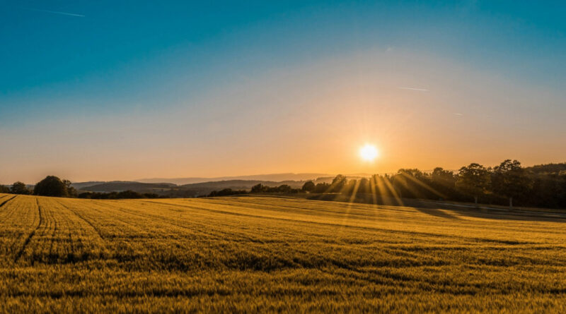 California Farmers Turn Dry Land Into America's Biggest Solar Farm - Image 2