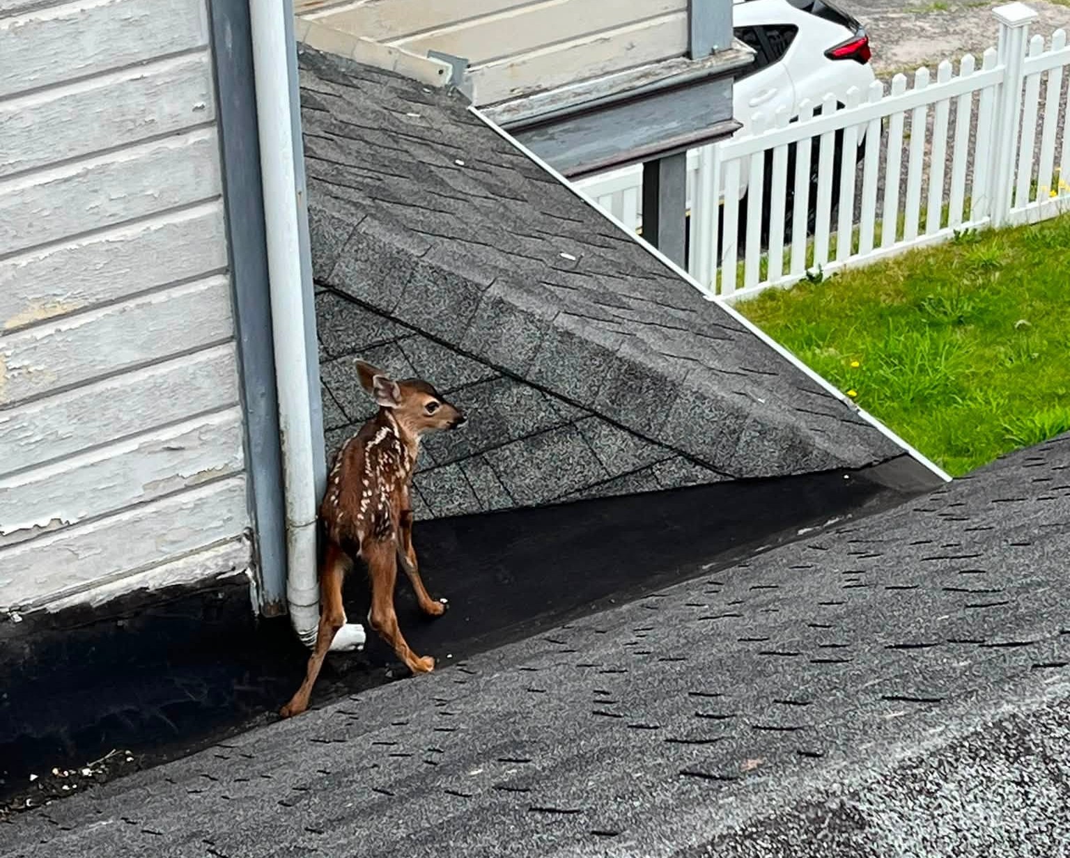 Firefighters Rescue Fawn Stranded on Oregon Roof - Image 2