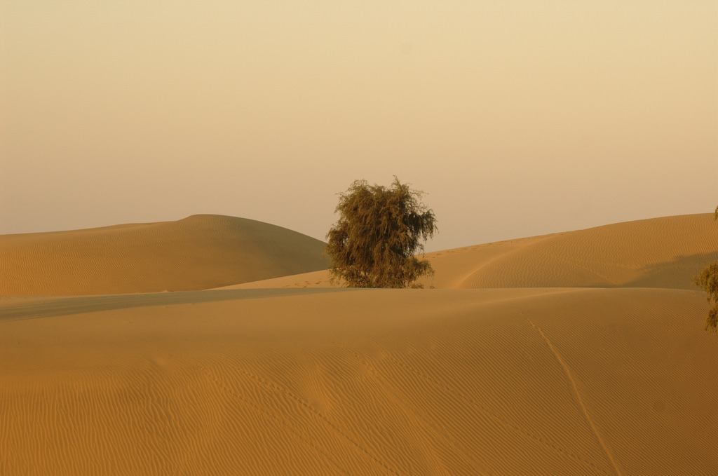 Grasslands Store 3X More Carbon Than Forests Underground