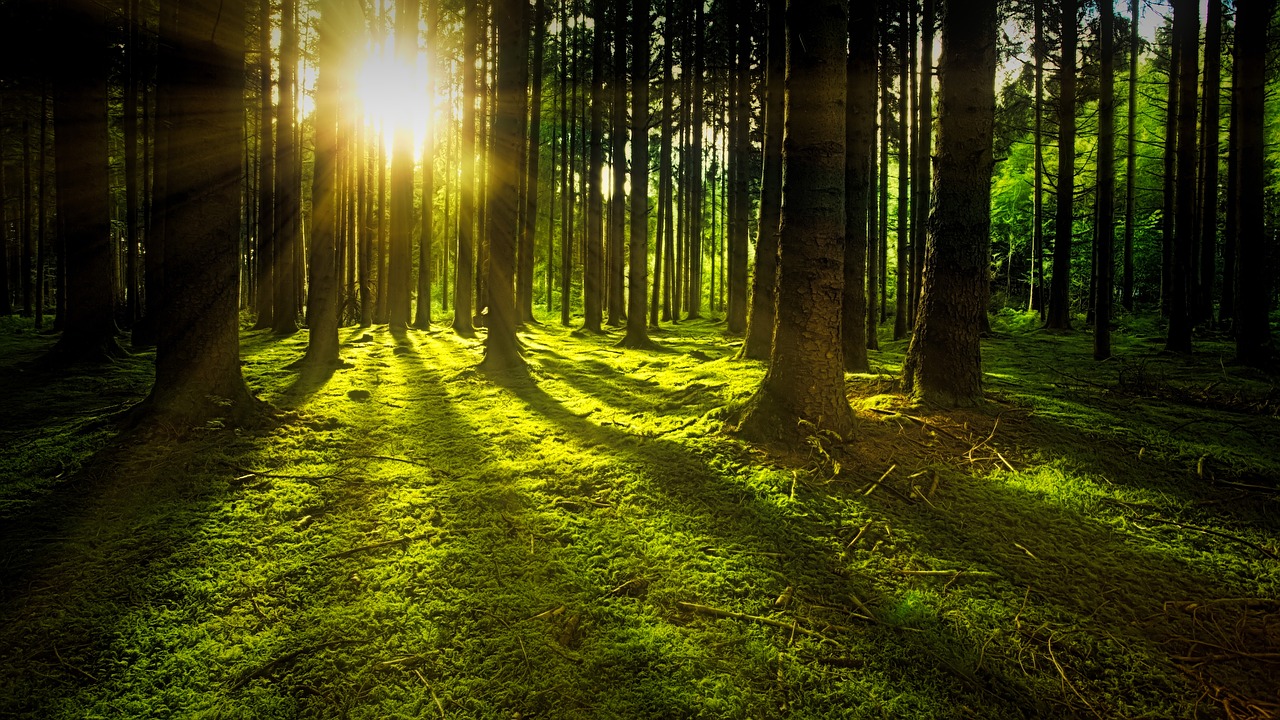 Frederick County Pays Landowners $9K Per Acre to Plant Forests