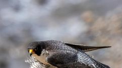 66 Species Saved: Captive Breeding Brings Animals Back