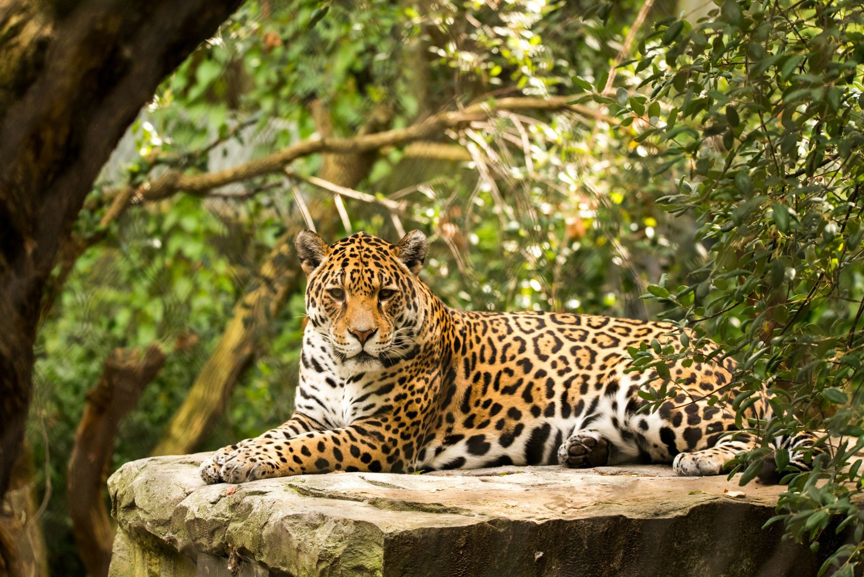 Jaguars Return to Argentina After Near Extinction